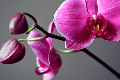 Orchids Jennifer Cameron glass addictions