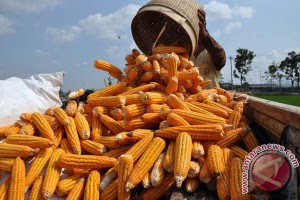 http://img.antaranews.com/new/2012/10/small/20121011Produksi-Jagung-Nasional-111012-Anis-4.jpg