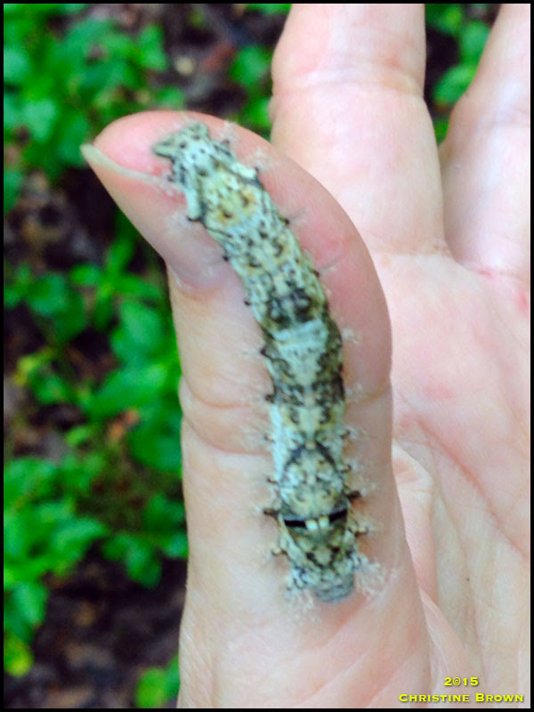 Caterpillar Caterpillar