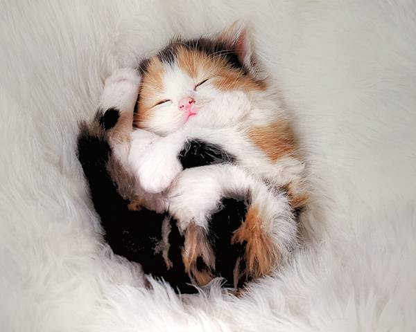 動物画像無料 トップ100可愛い 子猫 画像 壁紙