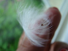 Friday feather 071808
