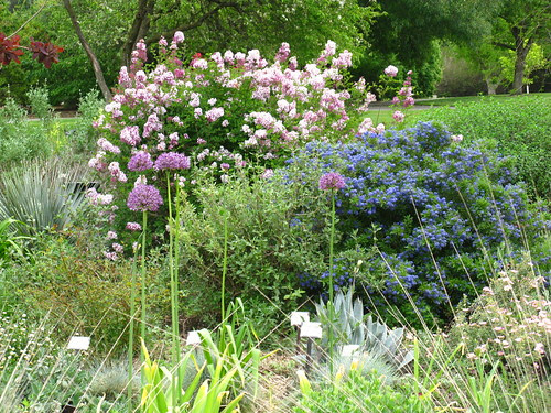 Ruth Risdon Storer Garden; UC Davis