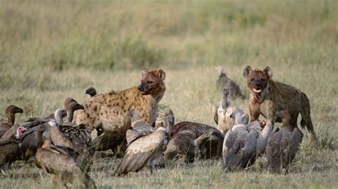 Vultures and Hyenas Prey Wallpaper #41282 Vultures and Hyenas Prey Wallpaper #41282