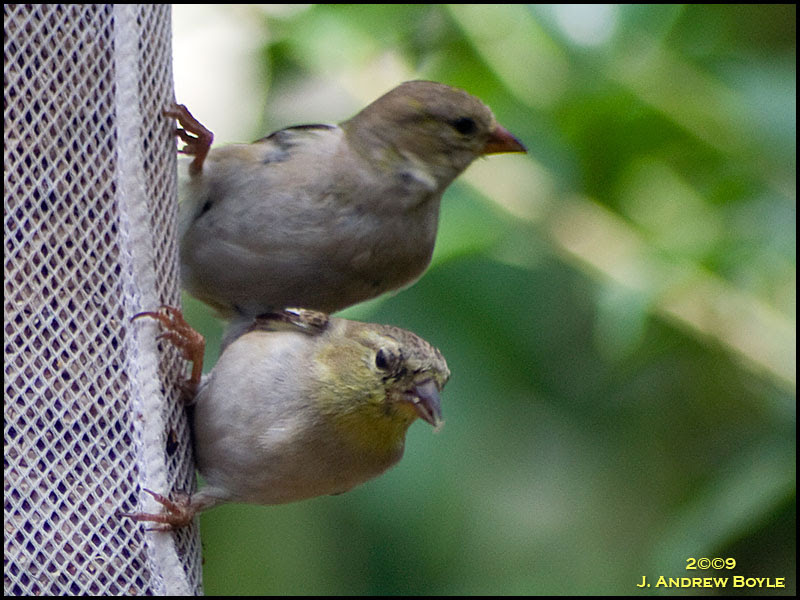 American Goldfinch