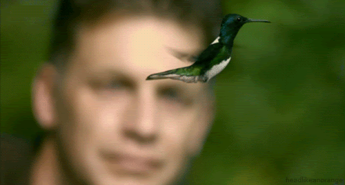 Colibri static flying