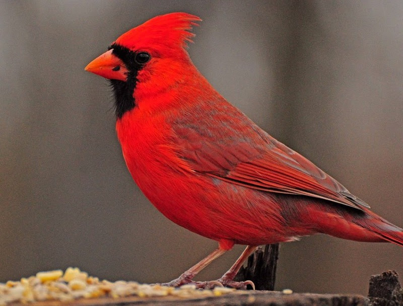 The most rare and beautiful birds in the world