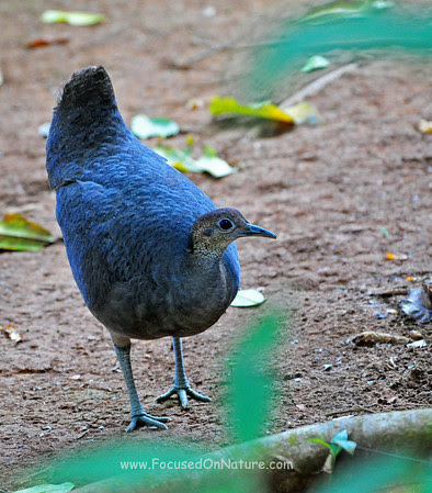 tinamou