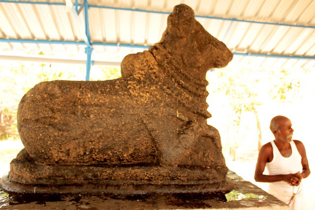 Nandhi facing Maragatha Natarajar