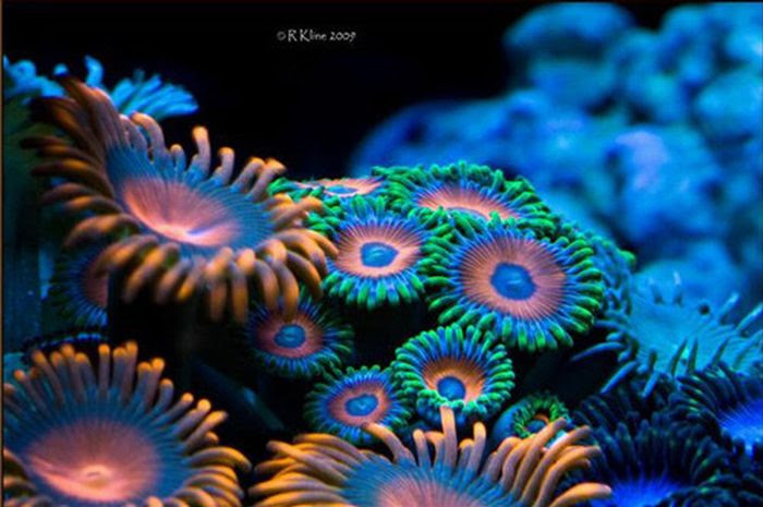 Perierga.gr - Πανέμορφα κοράλια!