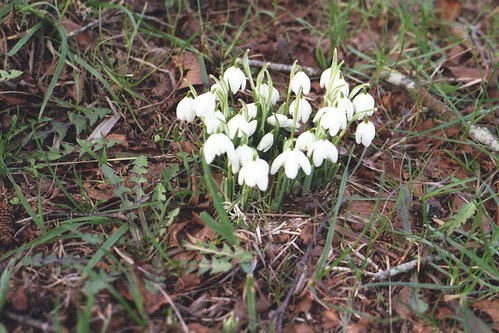 snowdrops