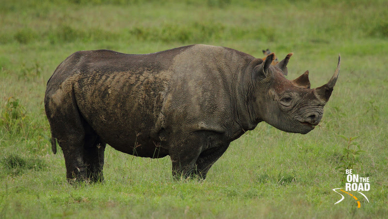 White Rhinoceros - the second largest land mammal in the world