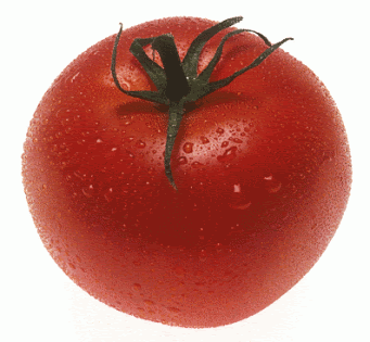 tomato-2bmp.gif
