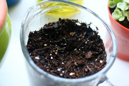 sprouts!