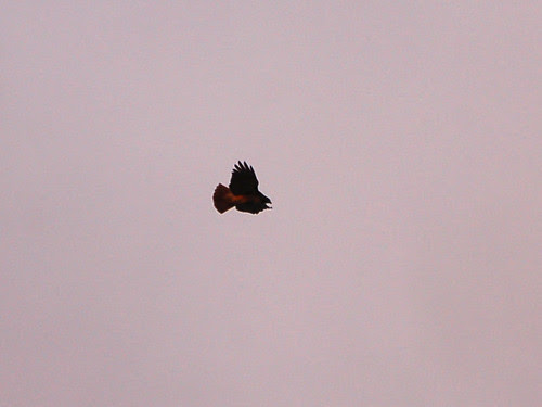 Red-Tail over 116th St.