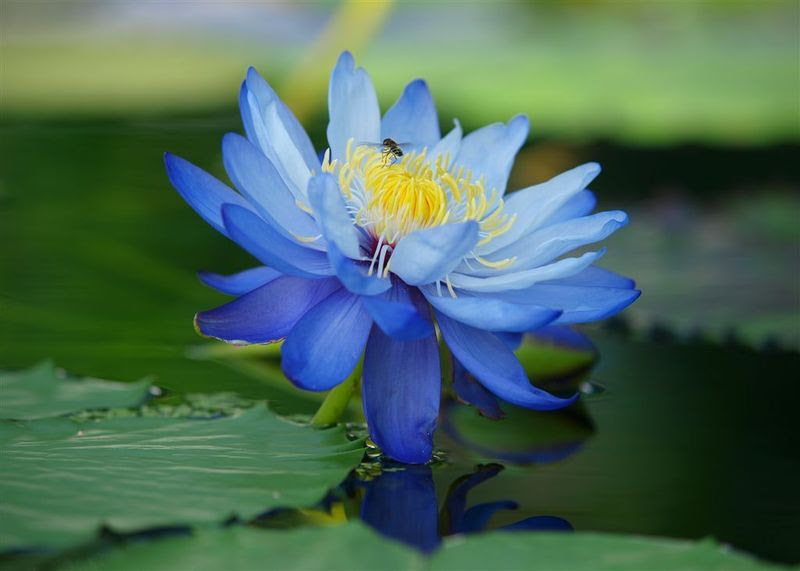 最高かつ最も包括的なブルー ロータス 花 言葉 美しい花の画像