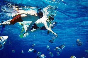 A group of snorkelers observing undersea wildl...
