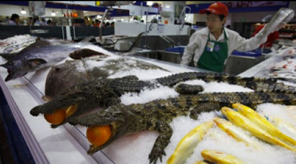 Crocodiles in a China Walmart