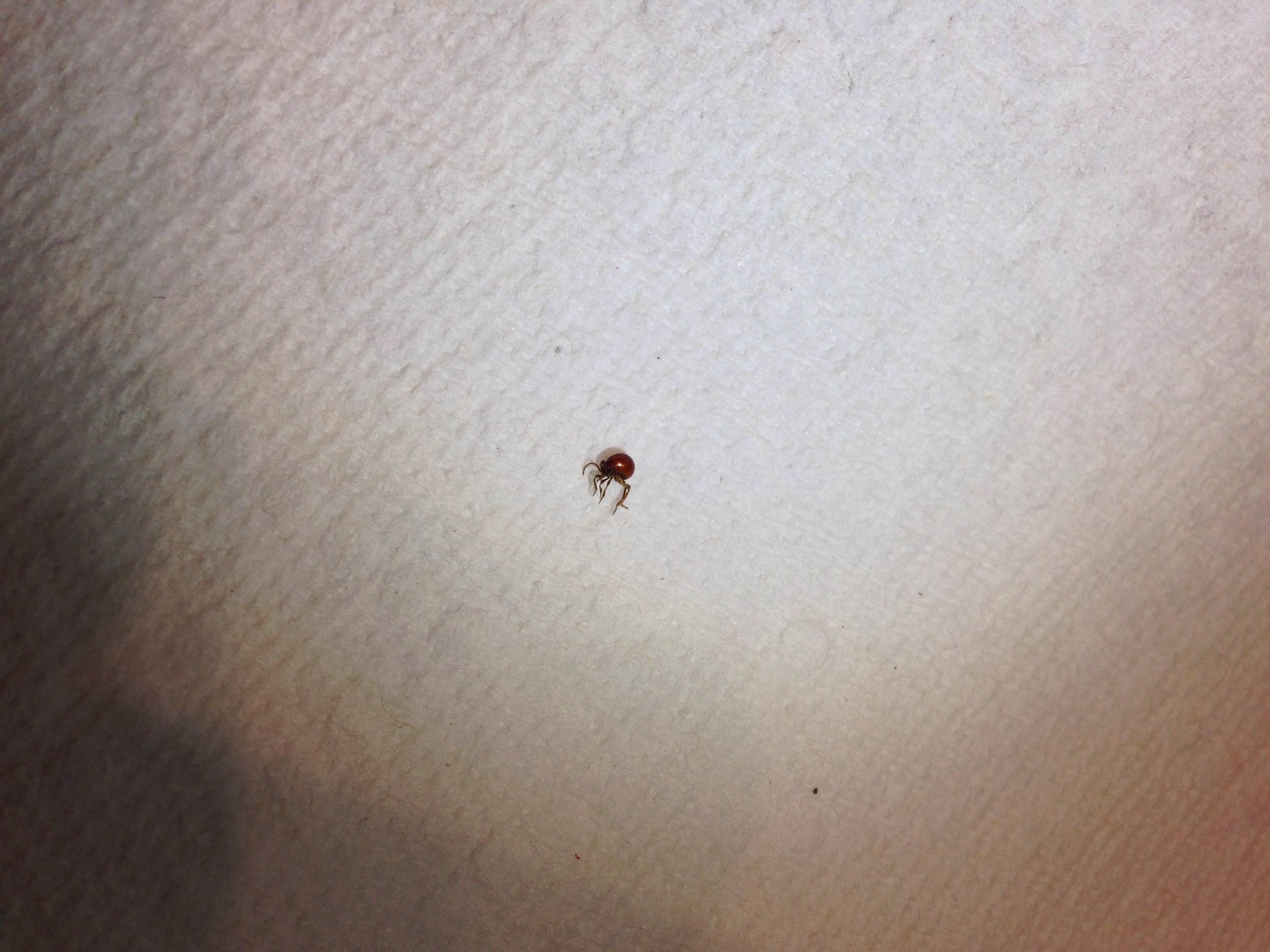 Bed Bug Pictures On Skin Bangdodo