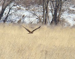 N Harrier 3