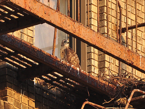 Washington Heights Red-Tail Nestling