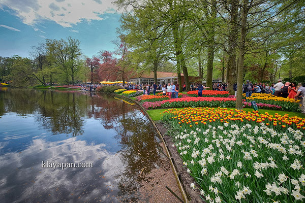 87 Gambar Taman Bunga Tulip Belanda Terlihat Keren