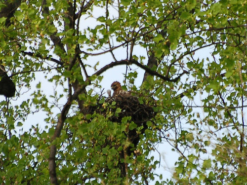 Inwood Red-Tail Mama and Baby