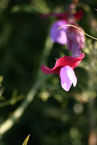Flor
