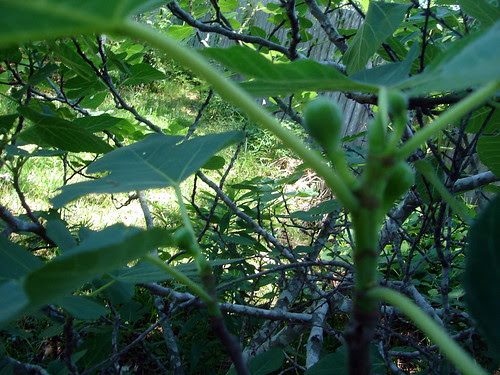 Baby Figs