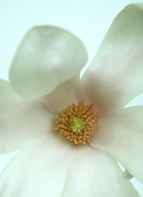 tulip magnolia juicy center