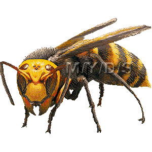 上 ハチのイラスト 蜂のイラスト フリー Karolekillebrewjp