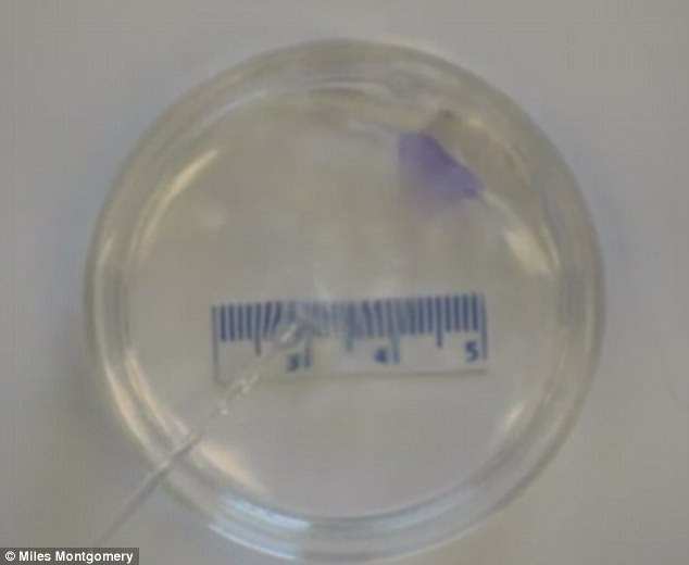 The scaffold is built out of the same biocompatible, biodegradable polymer, meaning that over time, the scaffold will naturally break down, leaving behind the new tissue