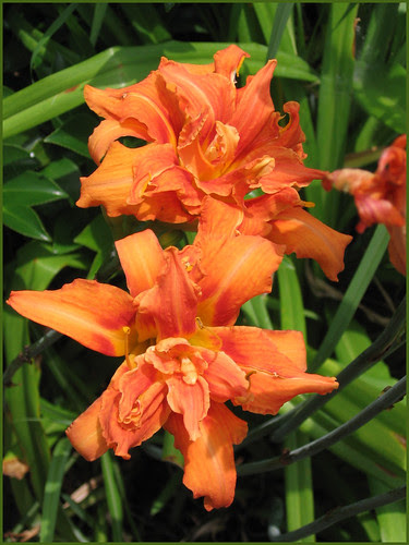 F13 day lilies full