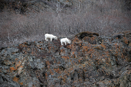 mountain goats_5019 web