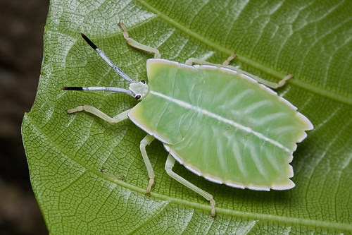 A green shield bug nymph on host plant simpoh air Dillenia suffruticosa............IMG_1053 copy