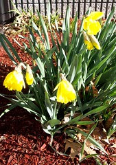 Daffodils_office_4611b