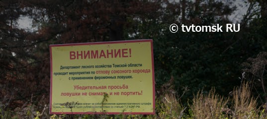 Томские власти направили в правительство поправки, которые помогут спасти кедры от союзного короеда