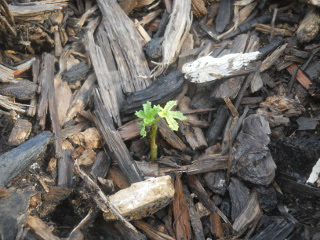 Tiny, Struggling Okra Plant