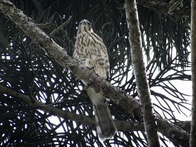 鳳頭蒼鷹/無限台南