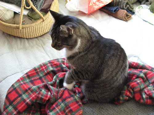 Making Biscuits