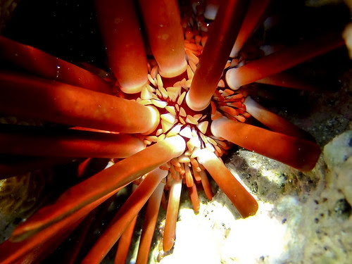 Red Sea Diving - Dahab- Slate pencil sea urchin