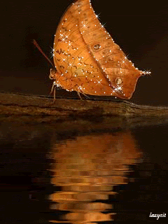 Бабочка возле воды