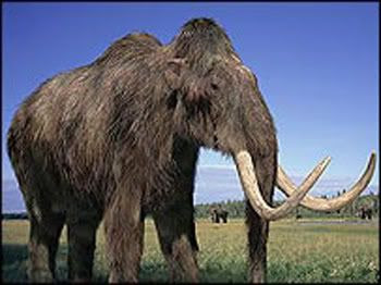 Mammoth