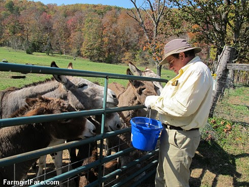 (24-5) Treat time for donkeys in the front field - FarmgirlFare.com