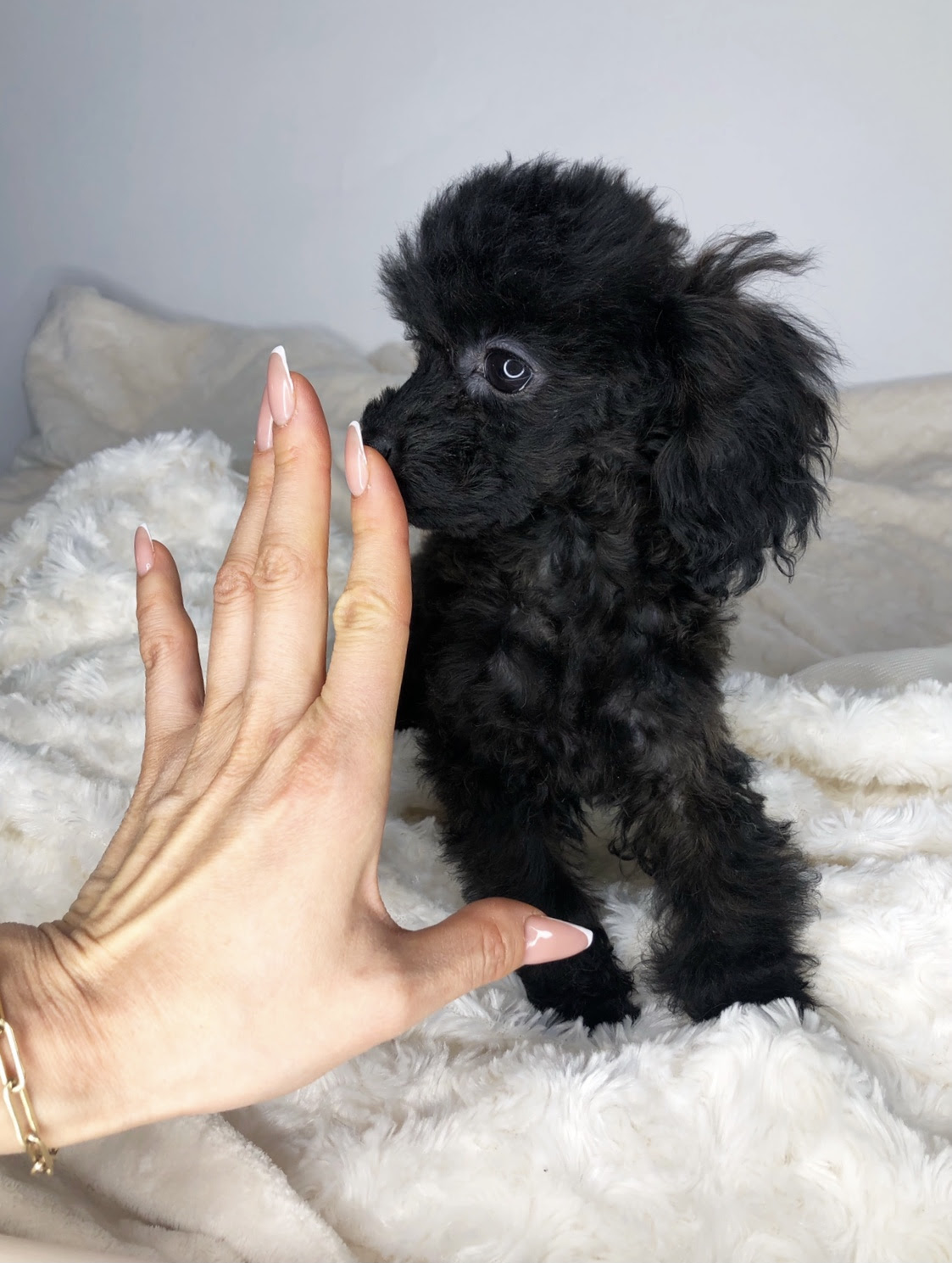 Chic Teacup Maltipoo Puppy Rare black color! iHeartTeacups