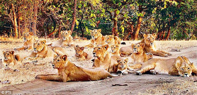 A pride of lions relaxing at Sasan-Gir, Gujarat. The state forest department seems to believe relocating the Maldharis has put the lives of the lions at stake