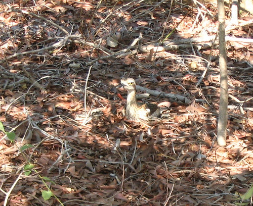 Curlew on nest