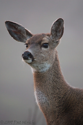 On the alert