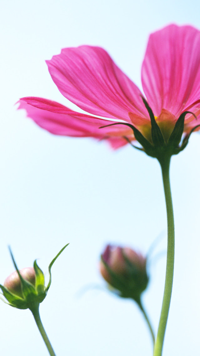 すべての花の画像 トップ100 ピンク 壁紙 Iphone おしゃれ