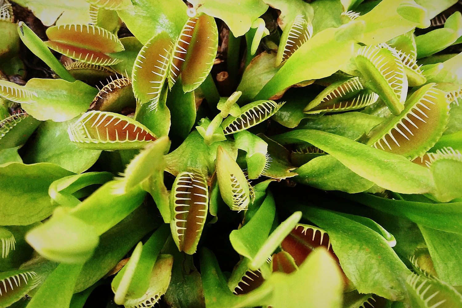 7 Of The Best Carnivorous Plants And How To Care For Them Better Homes And Gardens