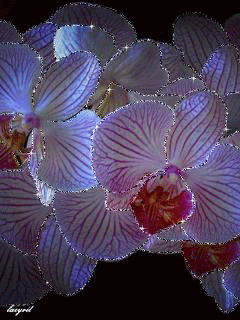 Прекрасные орхидеи